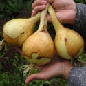 Цибуля ріпчаста Ексибішн, 100 шт
