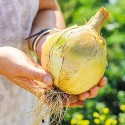 Цибуля ріпчаста Ексибішн, 100 шт