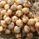 Цибуля ріпчаста Глобус, 1 г