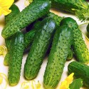 Огірок Король грядки F1, 10 шт