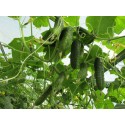 Огірок Ніжинський, 20 г