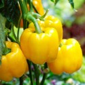 Насіння перцю Жовтий куб, 0.25 г