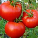 Насіння томату Кристал, 0.1 г