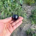 Насіння томату Нуар де Крім, 10 шт
