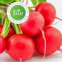 Насіння редиски Гігант, 3 г