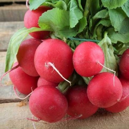 Насіння редиски Естер, 3 г