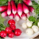 Насіння редиски 18 днів, 20 г
