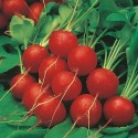 Насіння редиски Скарлет, 10 г