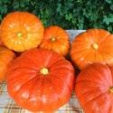 Насіння гарбуза Цукерочка, 10 г
