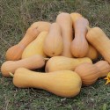 Насіння гарбуза Новинка, 10 г