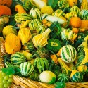 Насіння гарбуза декоративного Веселка, 1 г