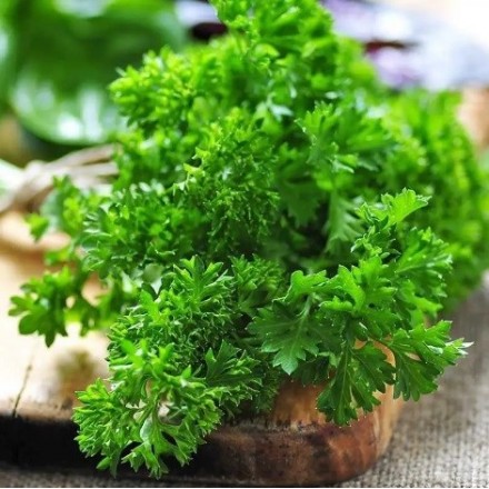 Петрушка кучерява Каліто, 1 г