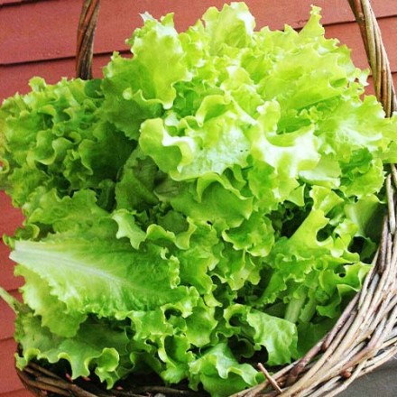 Салат Смарагдовий, 2 г