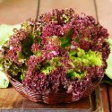 Насіння салату листового Амерікан Браун, 1 г