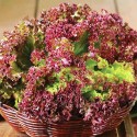 Салат листовий Лолло Росса, 1 г