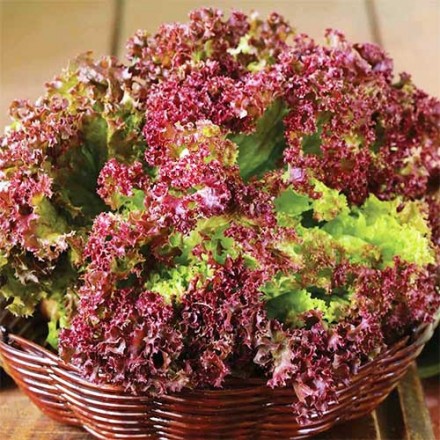Салат листовий Лолло Росса, 1 г