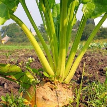 Насіння кормового буряка Центаур Полі, 20 г