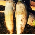 Насіння кормового буряка Білий гігант, 10 кг
