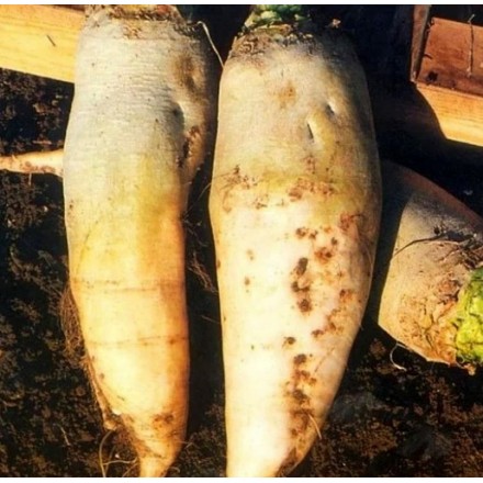 Насіння кормового буряка Білий гігант, 10 кг