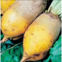 Насіння кормового буряка Еккендорфський жовтий, 10 кг