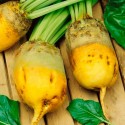 Насіння кормового буряка Еккендорфський жовтий, 20 г