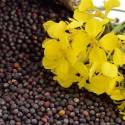 Насіння Ріпака (на сидерат), 1 кг