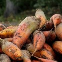 Насіння кормового буряка Еккендорфський жовтий, 10 кг
