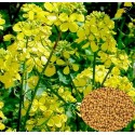 Насіння гірчиці білої (на сидерат), 1 кг