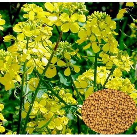 Насіння гірчиці Білої (на сидерати), 1 кг