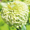 Цинія Лайм Квін, 0.5 г