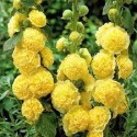 Мальва Майоретте, махрова жовта, 0.2 г