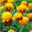 Насіння чорнобривців Тигрові очі, 0.5 г