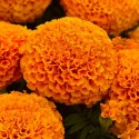 Насіння чорнобривців Діскавері помаранчеві, 10 шт