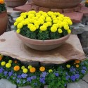 Насіння чорнобривців Діскавері жовті, 10 шт