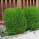 Кохія кипарисова, 0.5 г