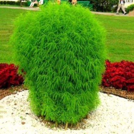 Кохія кипарисова, 0.5 г