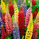 Люпин багаторічний Фестиваль суміш, 0.3 г