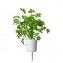 Змінний картридж Click & Grow "Коріандр"
