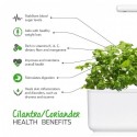 Змінний картридж Click & Grow "Коріандр"