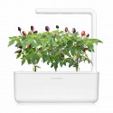 Змінний картридж Click & Grow "Фіолетовий перець чилі"