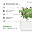 Змінний картридж Click & Grow "Фіолетовий перець чилі"