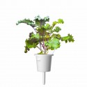 Змінний картридж Click & Grow "Червона капуста Кейл"