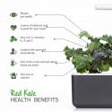 Змінний картридж Click & Grow "Червона капуста Кейл"