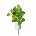 Змінний картридж Click & Grow "Салат Ромен"