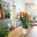 Розумний горщик Lechuza ORCHIDEA, яскраво-червоний матовий