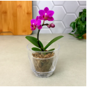 Горщик для квітів Orchid Yakamoz Saksi KRS-461, 0,65 л, прозорий