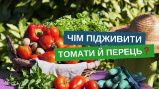 Перше підживлення томатів і перців після висадки у відкритий ґрунт: коли, чим та як!