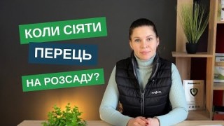 Коли сіяти перець на розсаду: секрети вдалого старту