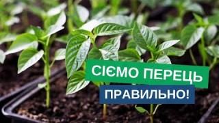 Посів перцю на розсаду