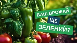 Чому томати зелені? Як пришвидшити їхнє дозрівання
